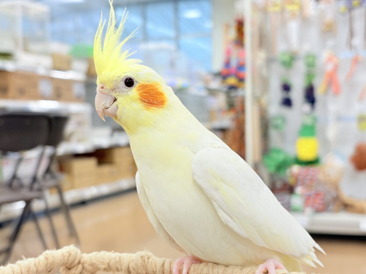 オカメインコ