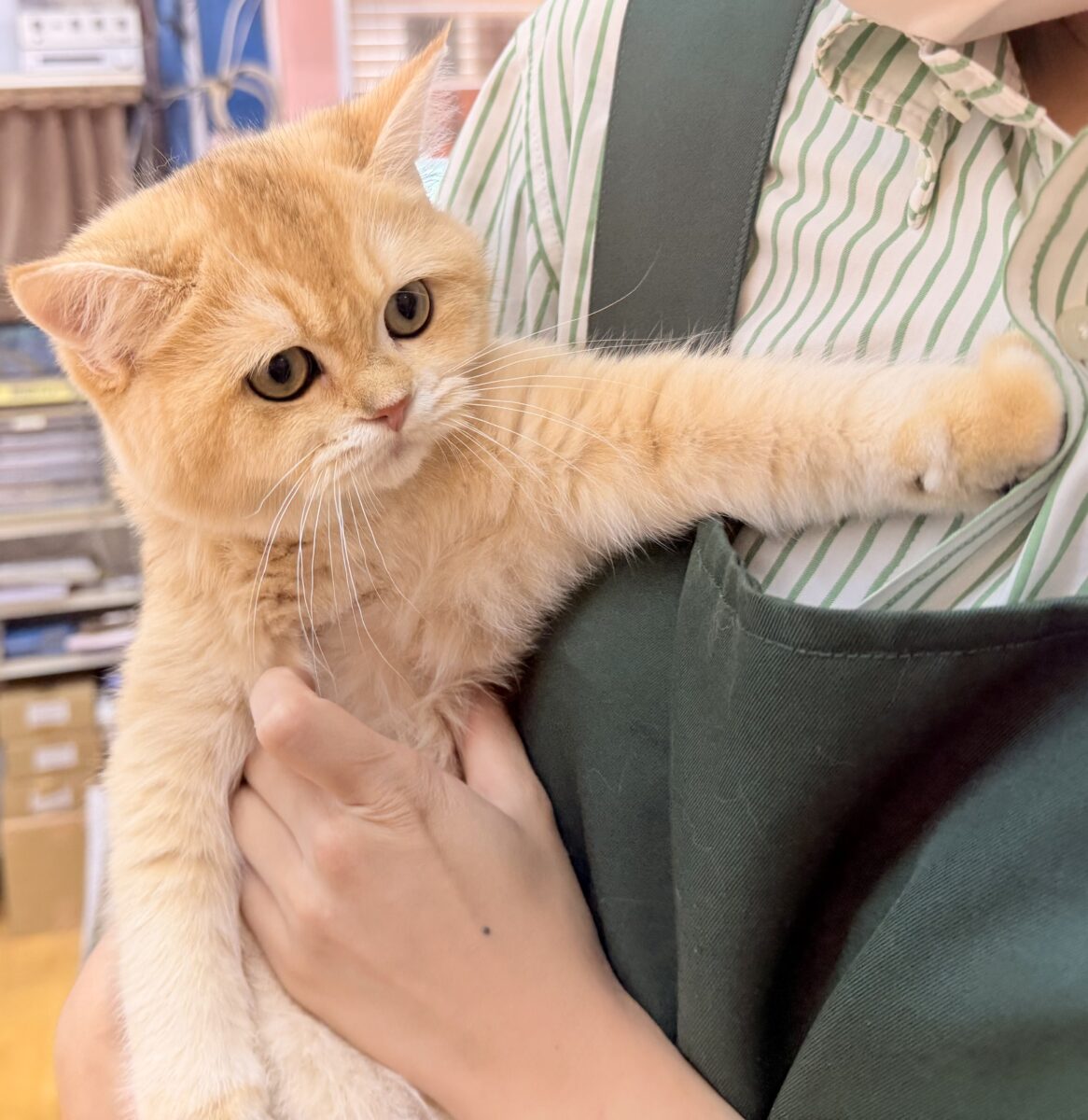 ブリティッシュショートヘア