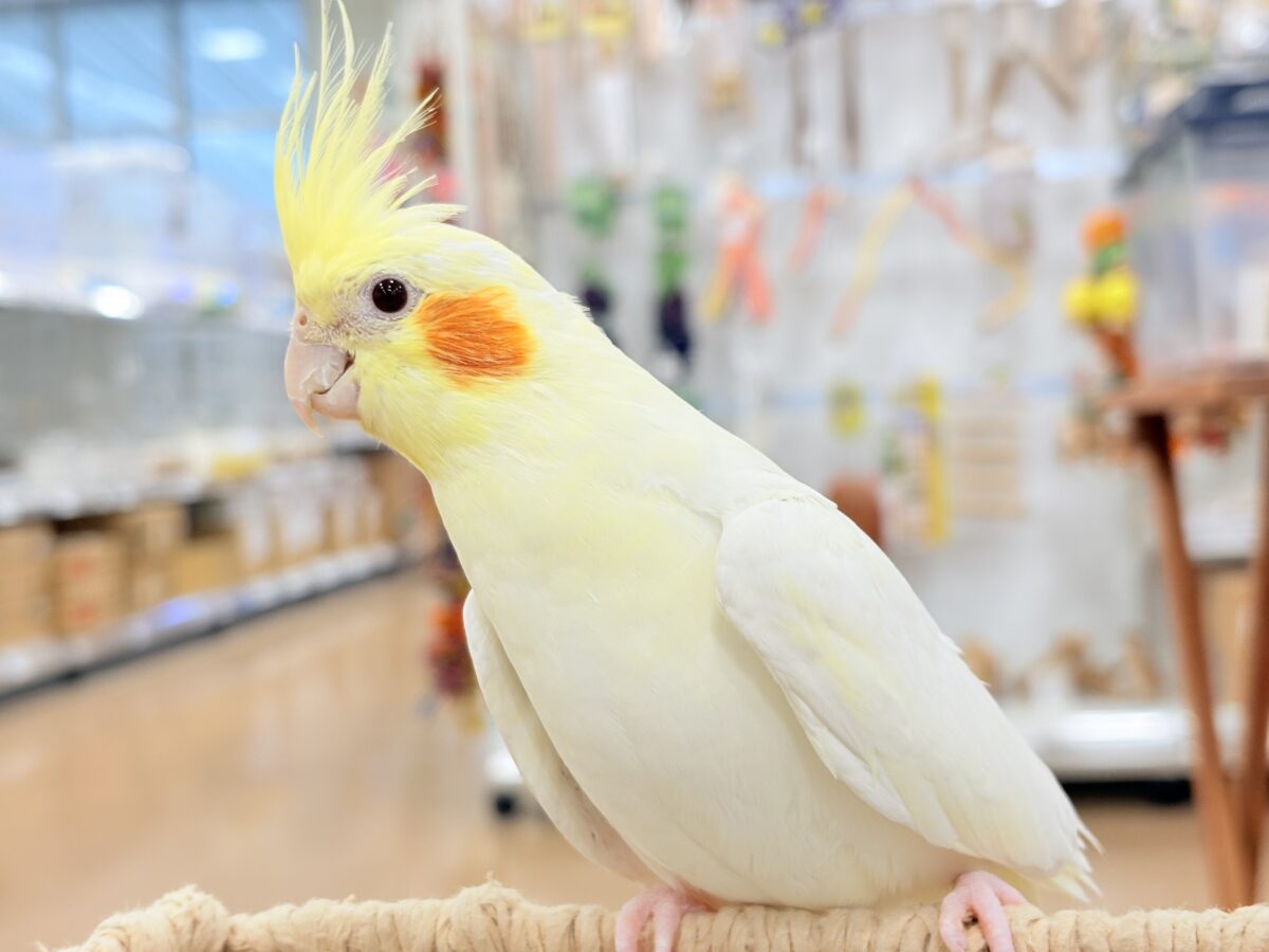 オカメインコ