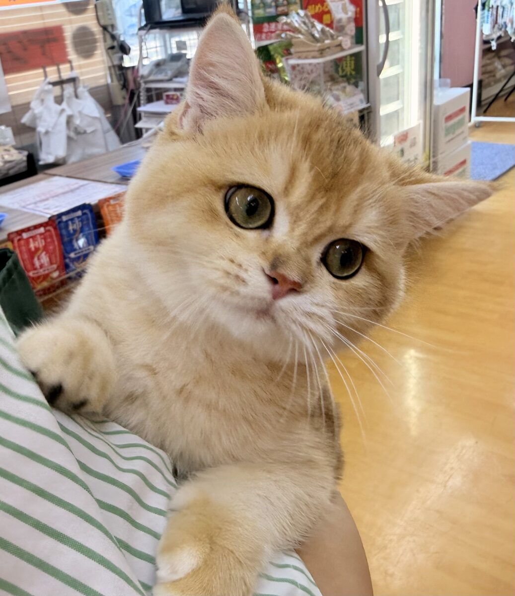 ブリティッシュショートヘア