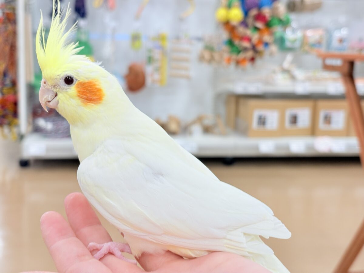 オカメインコ