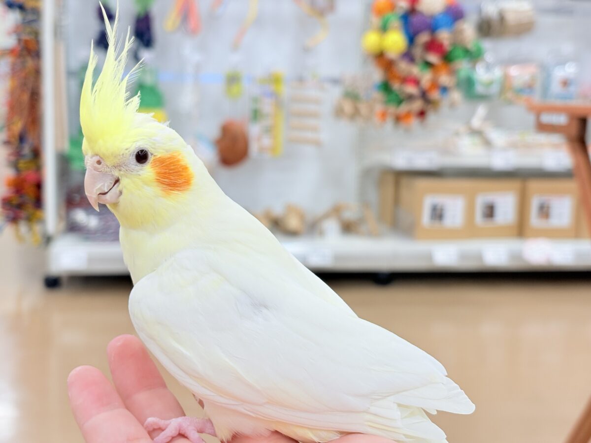オカメインコ