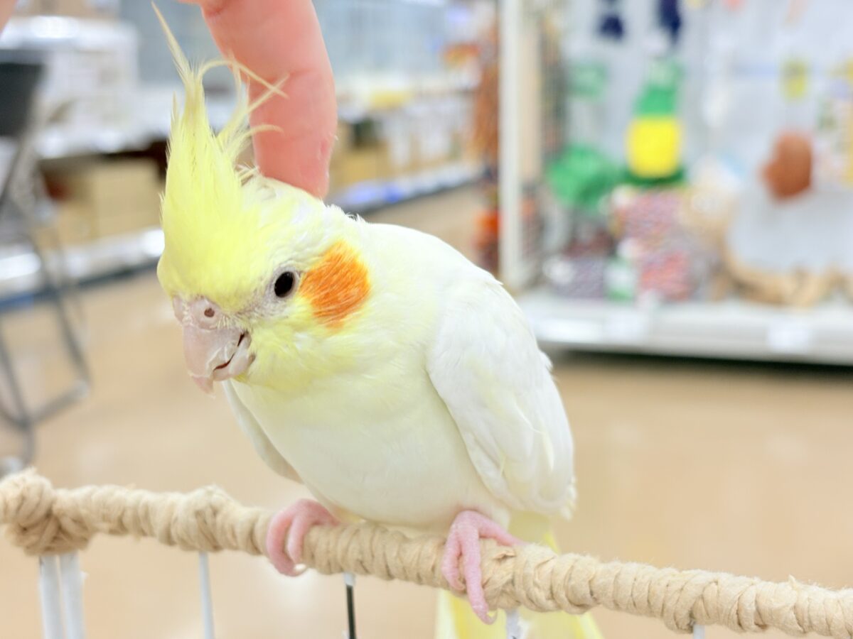 オカメインコ