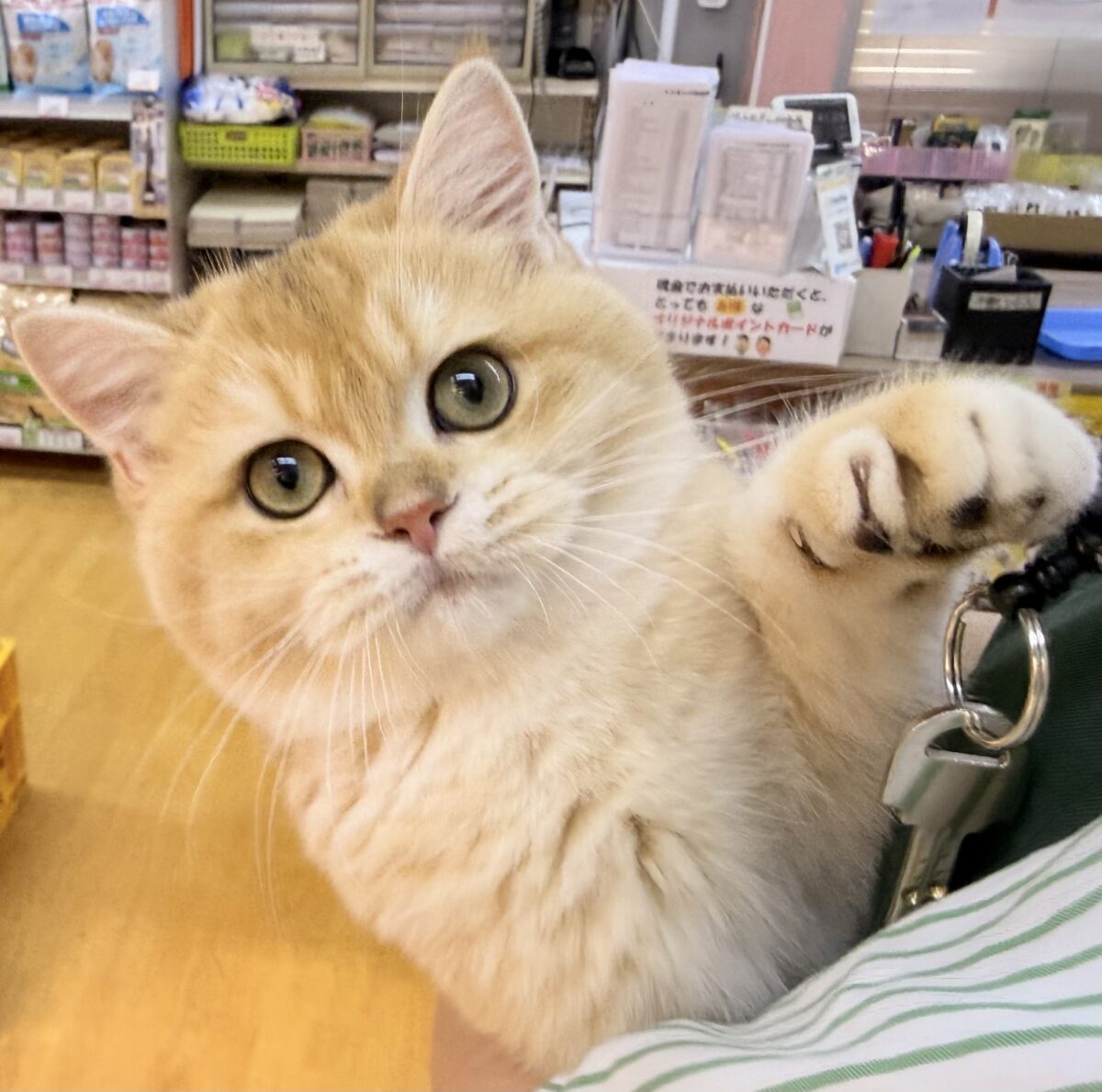 ブリティッシュショートヘア