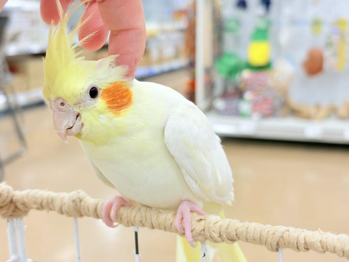 オカメインコ