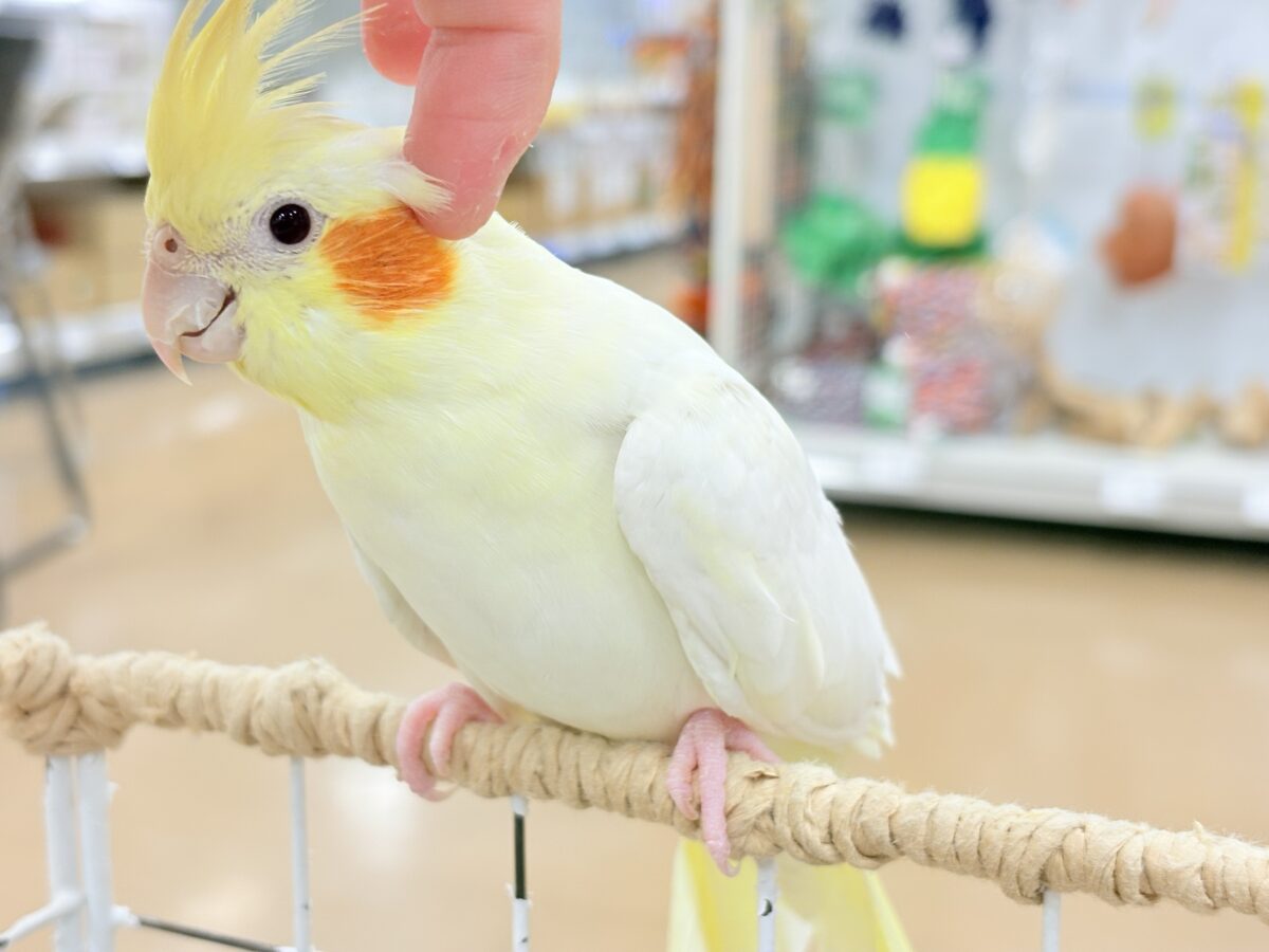オカメインコ