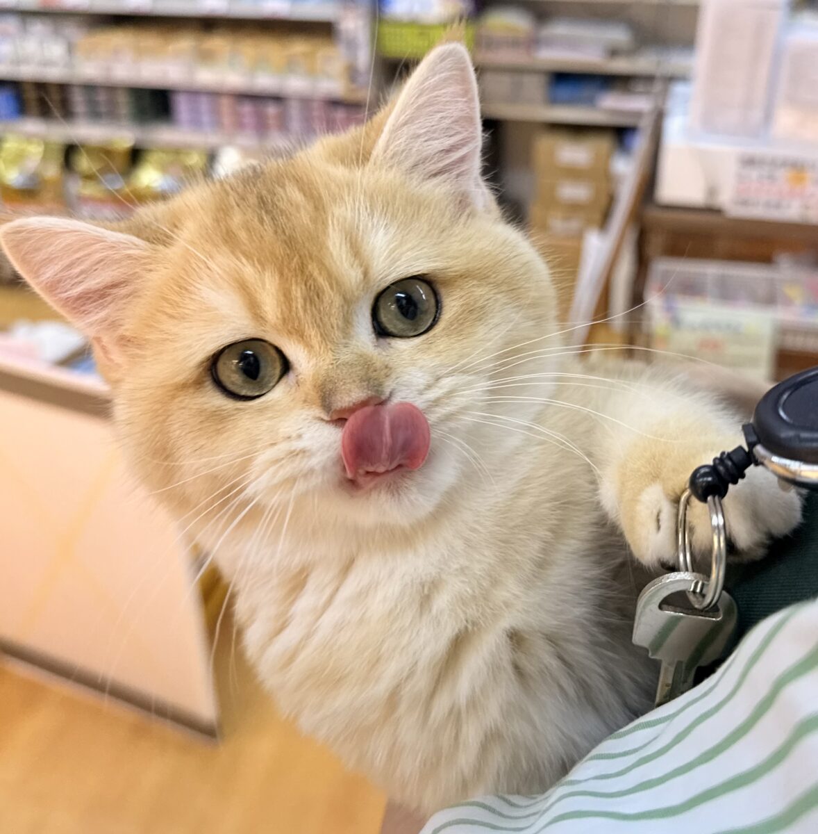 ブリティッシュショートヘア