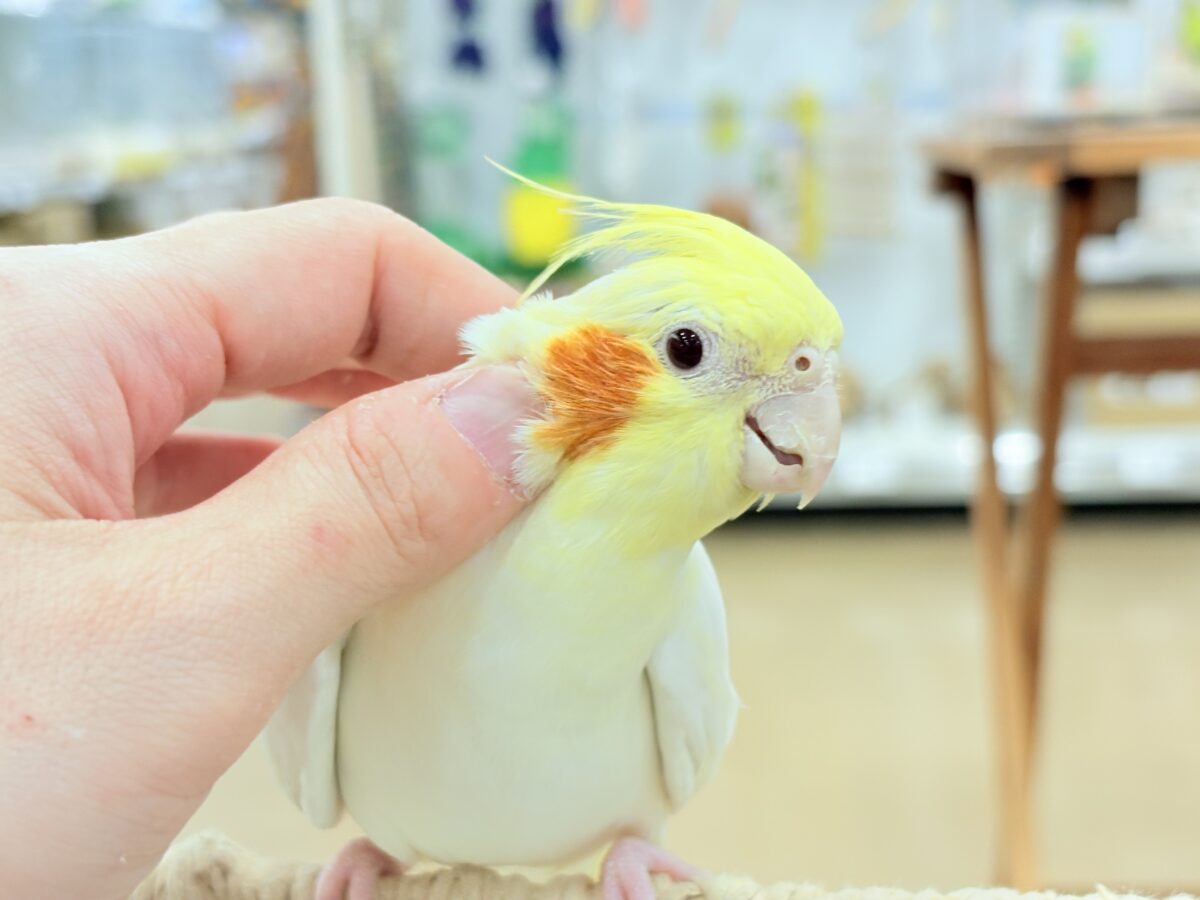 オカメインコ