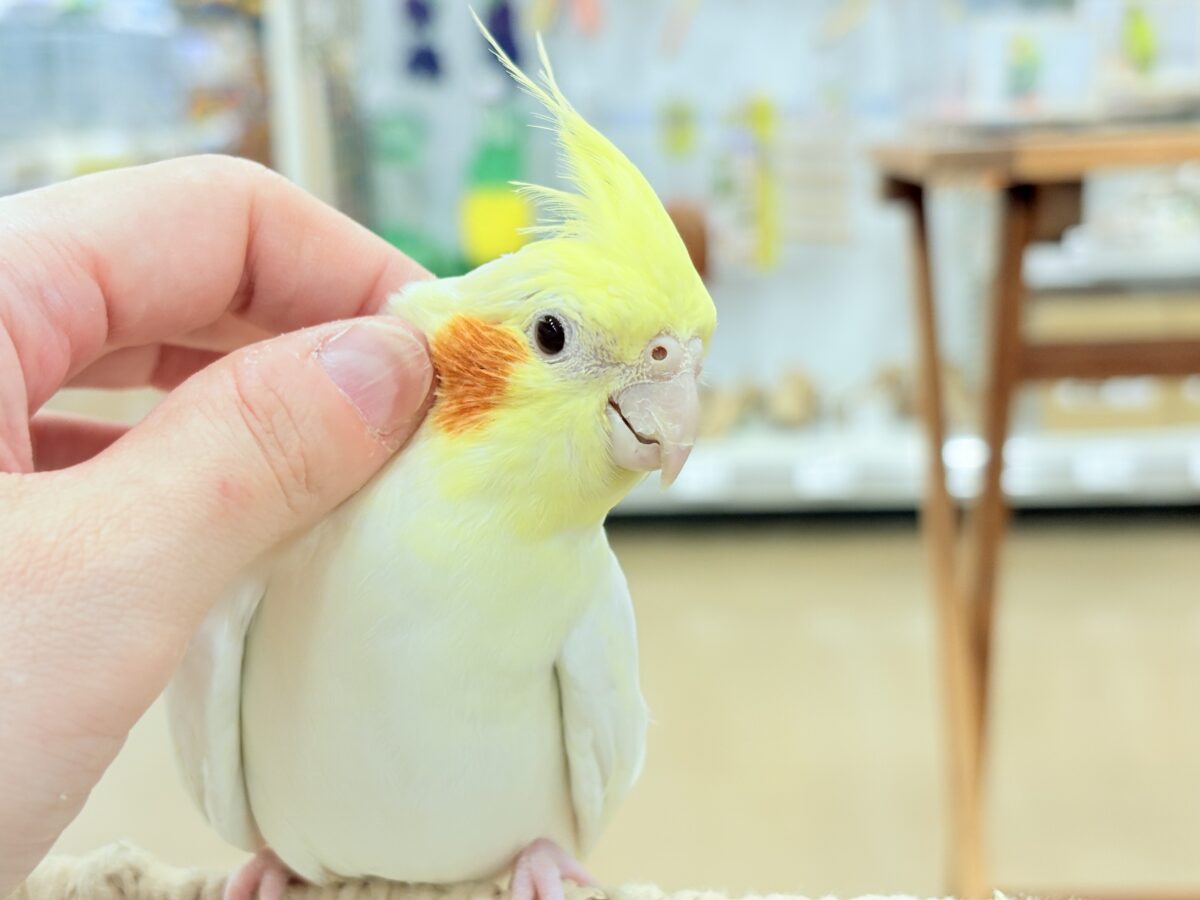 オカメインコ