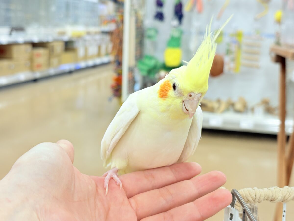 オカメインコ