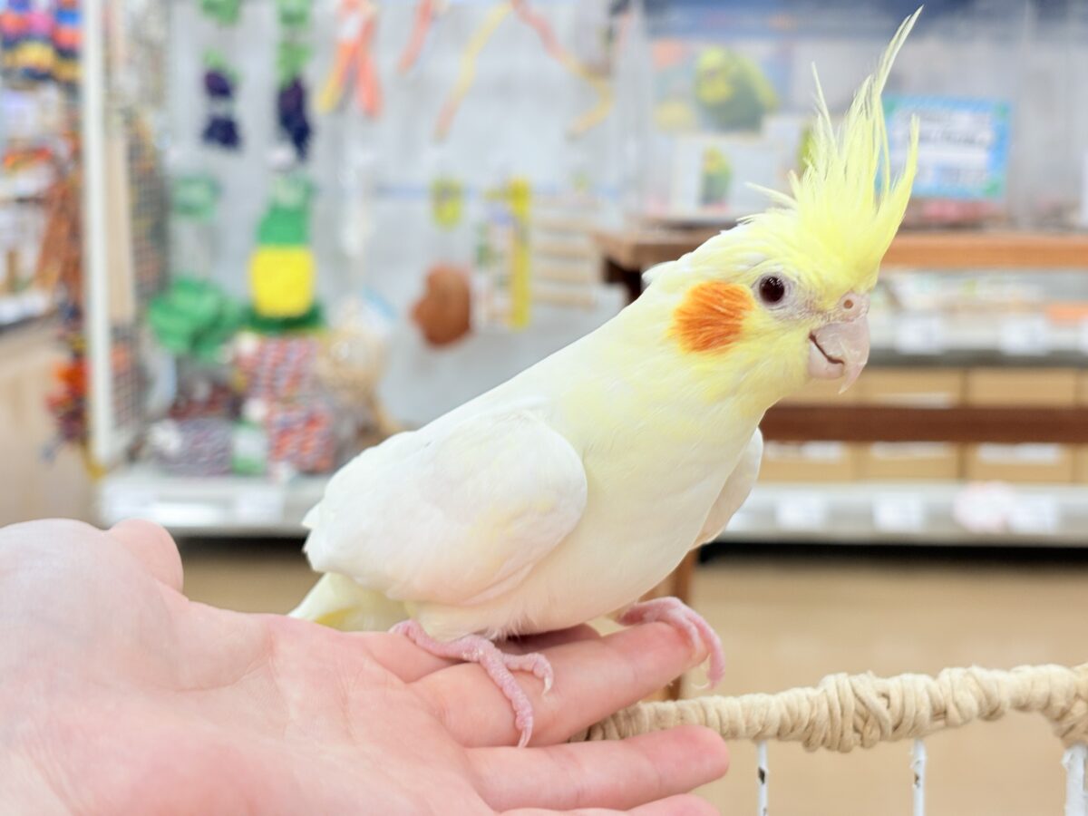 オカメインコ