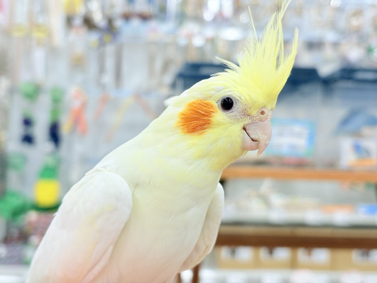 オカメインコ