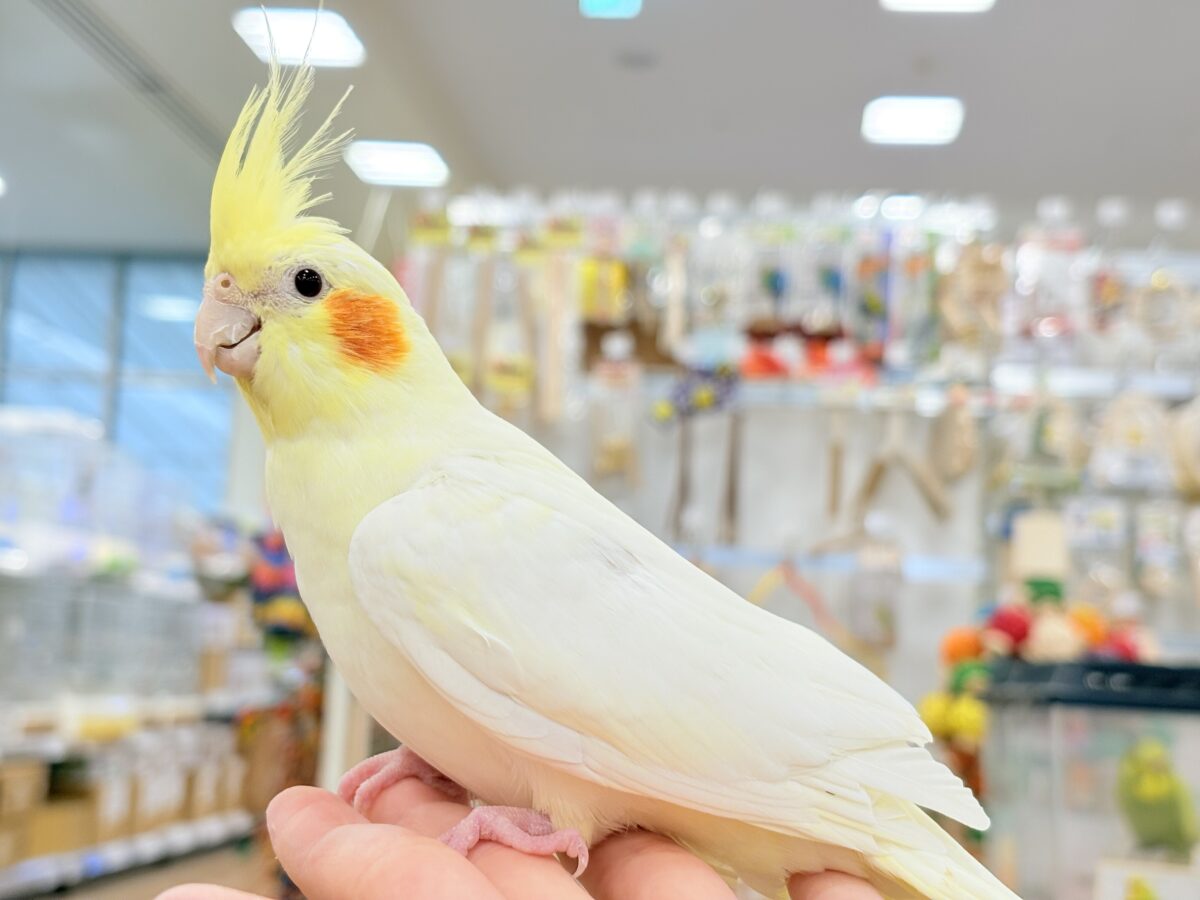 オカメインコ
