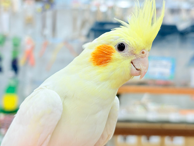 端正な顔立ちのツンデレさん🐥𖤣𖥧𖥣オカメインコ(ルチノー)