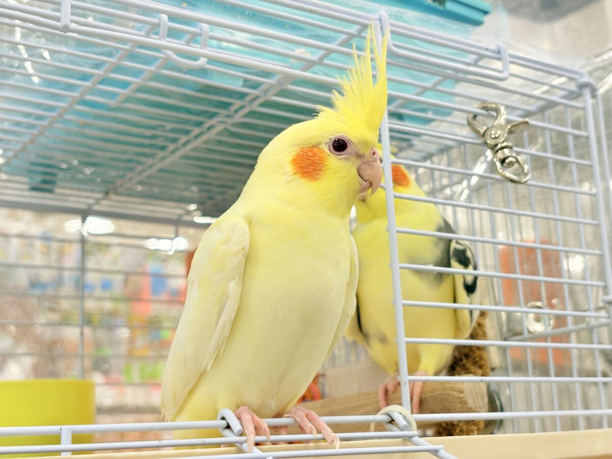 オカメインコ