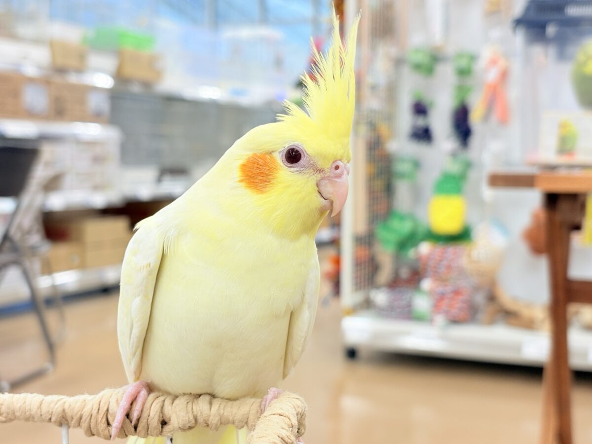 オカメインコ