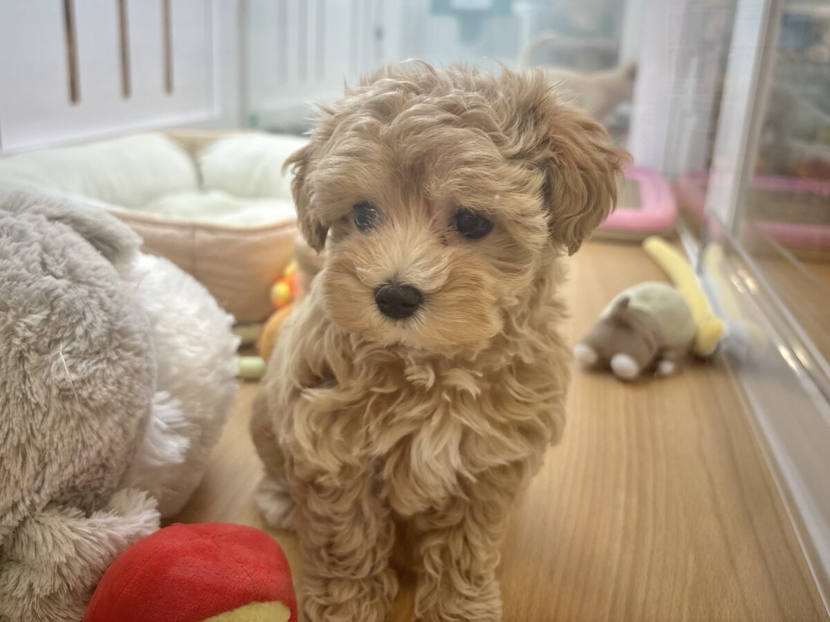 マルプー