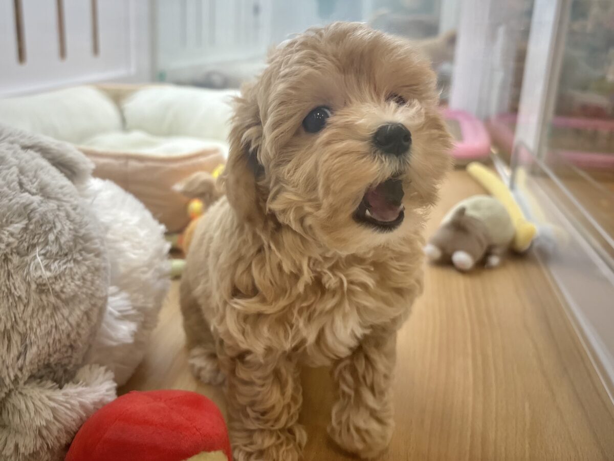 マルプー