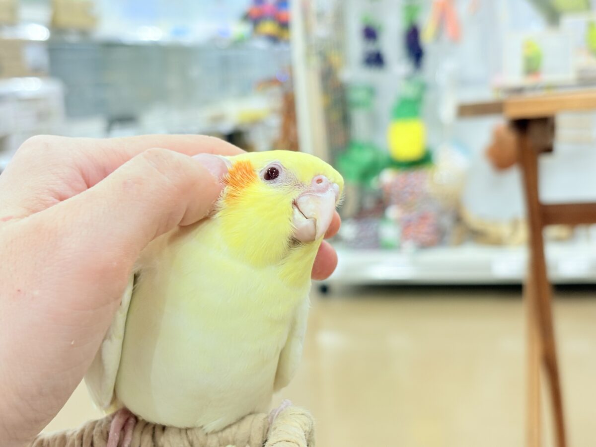 オカメインコ