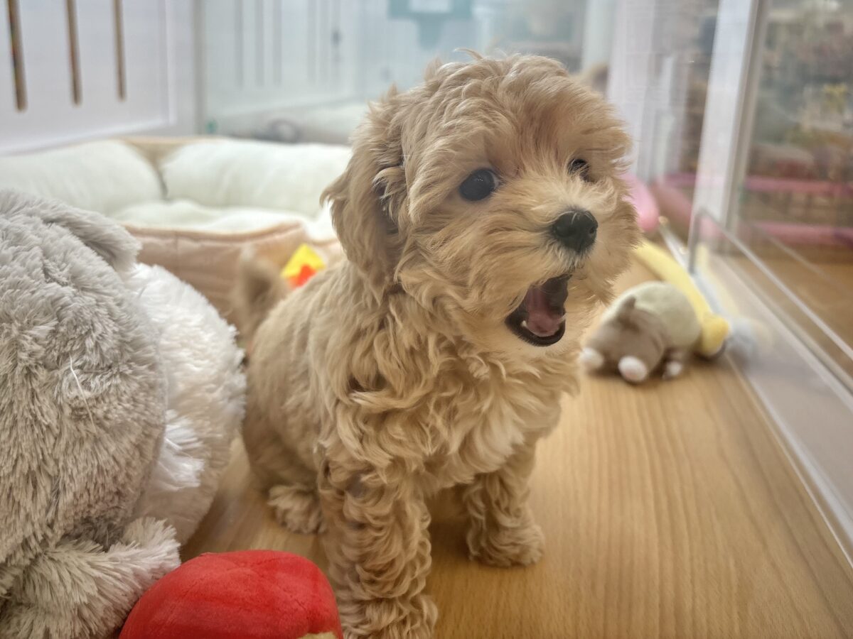 マルプー