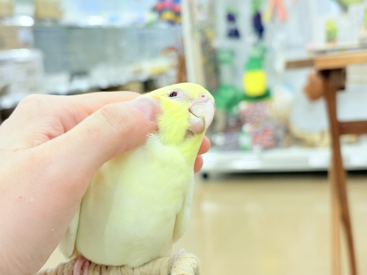 オカメインコ
