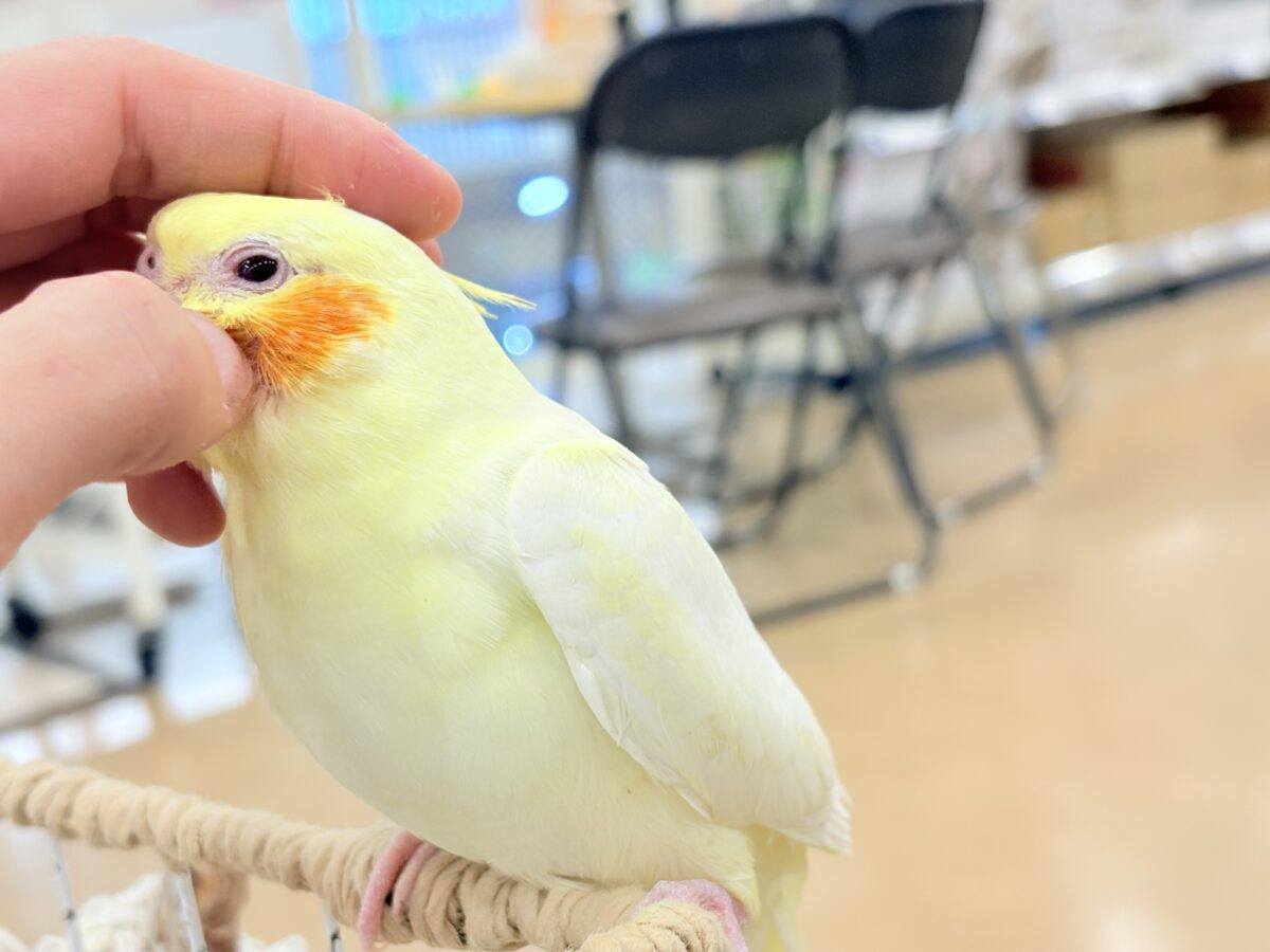 オカメインコ