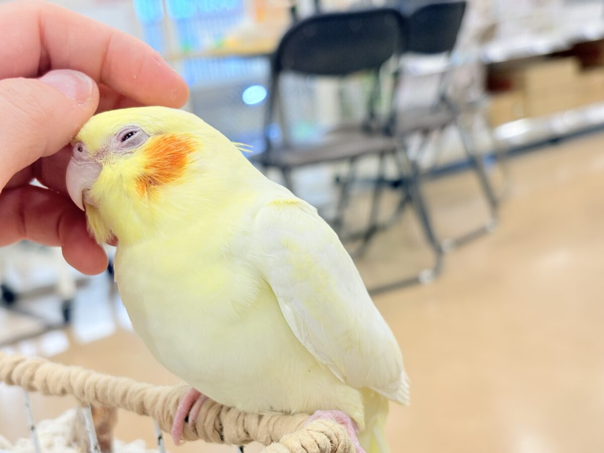 オカメインコ
