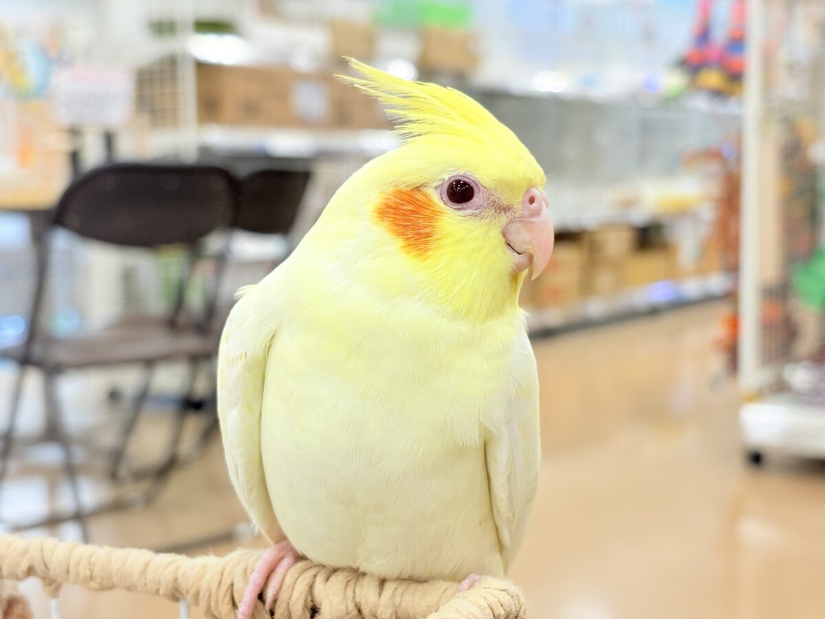 オカメインコ