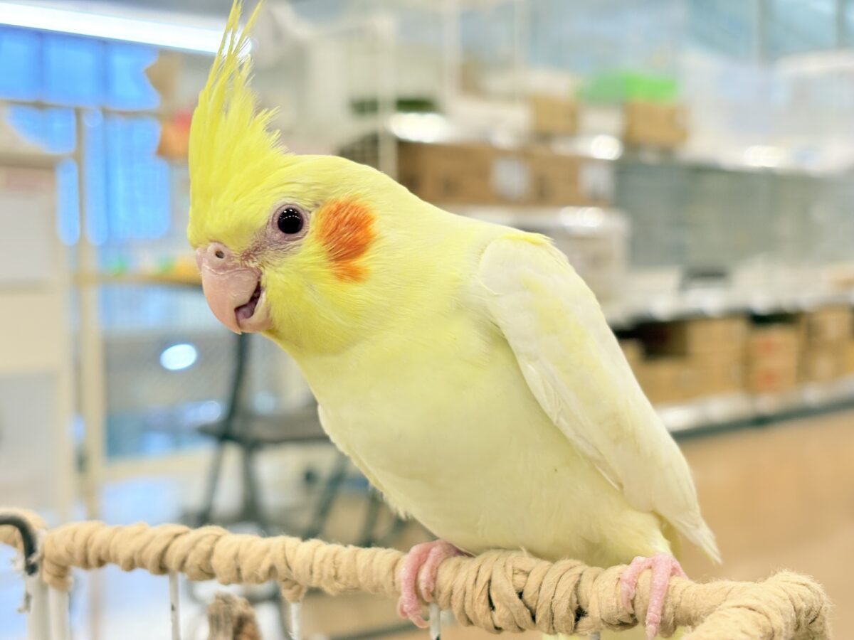 オカメインコ