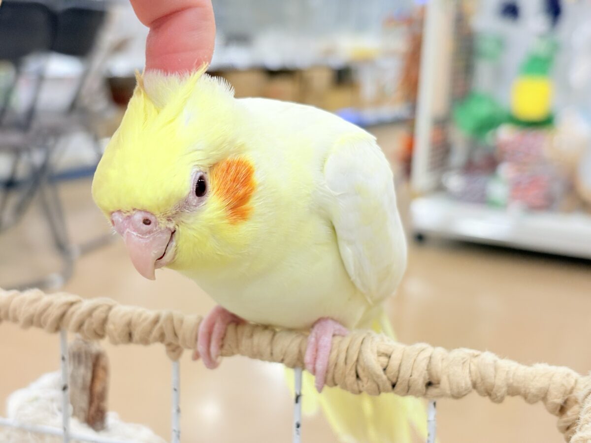 オカメインコ