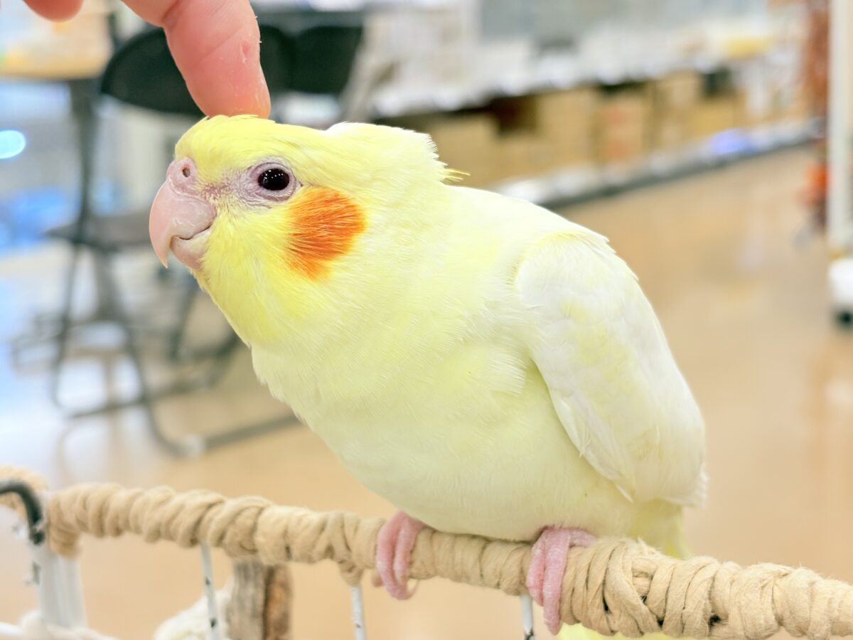 オカメインコ