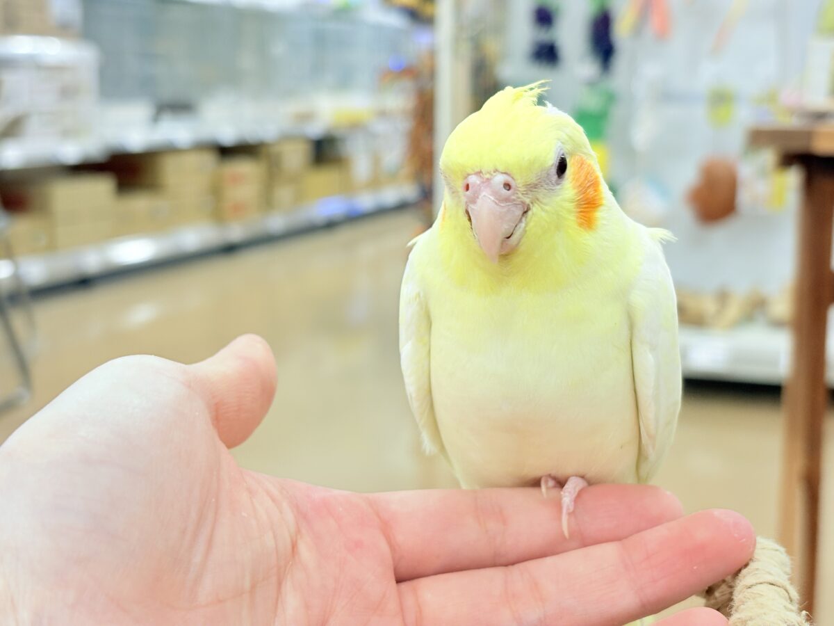 オカメインコ
