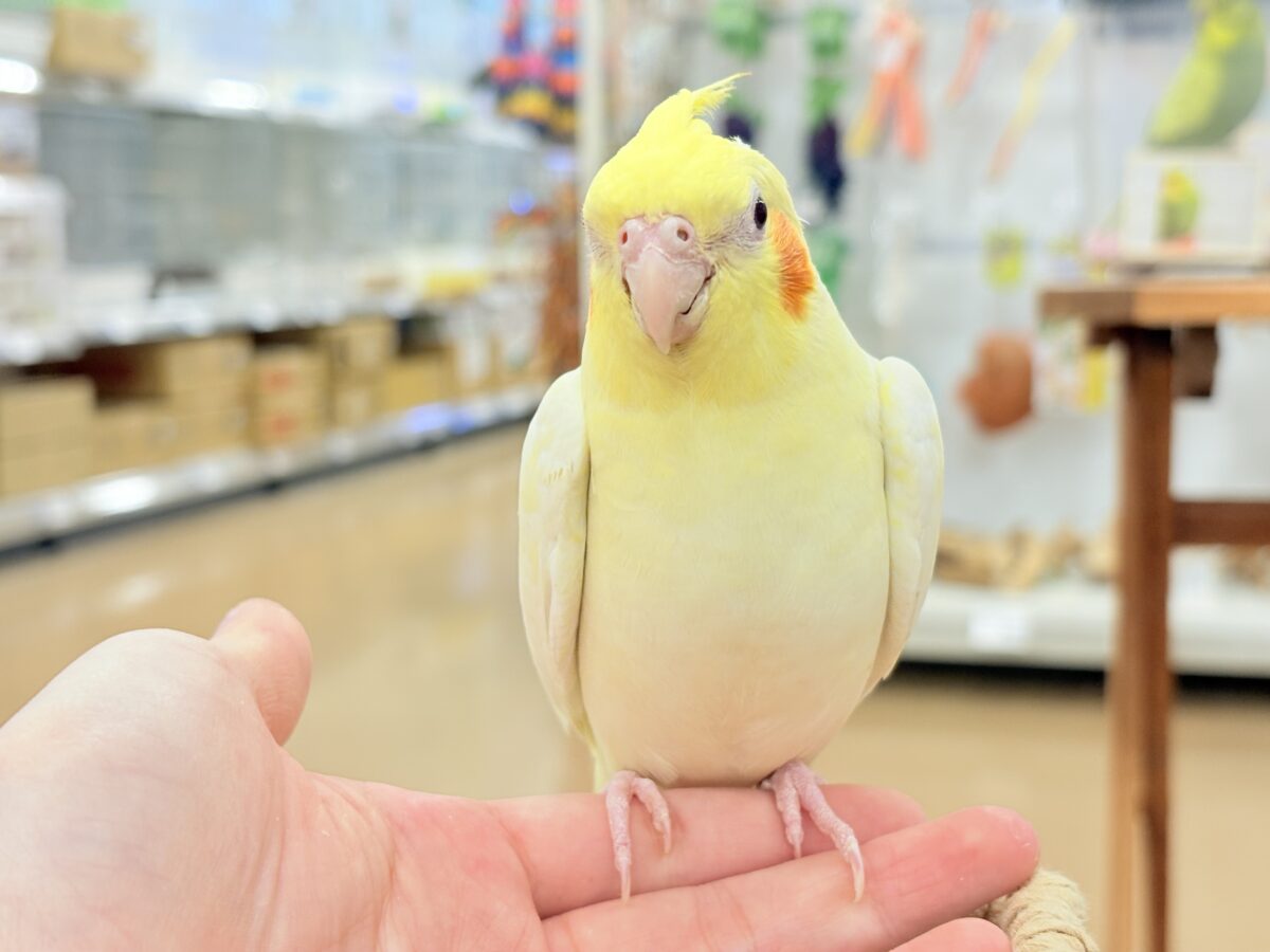 オカメインコ