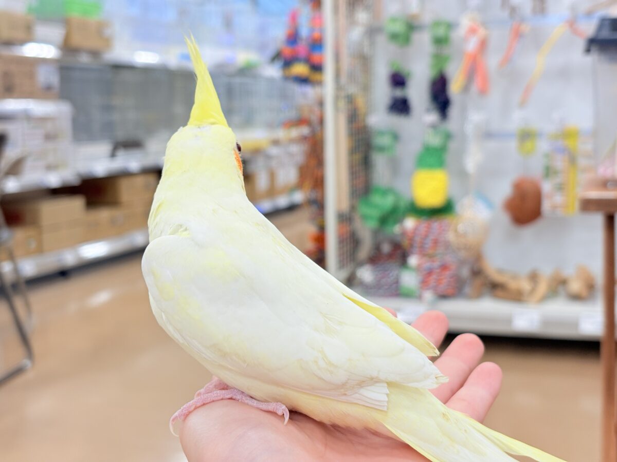 オカメインコ