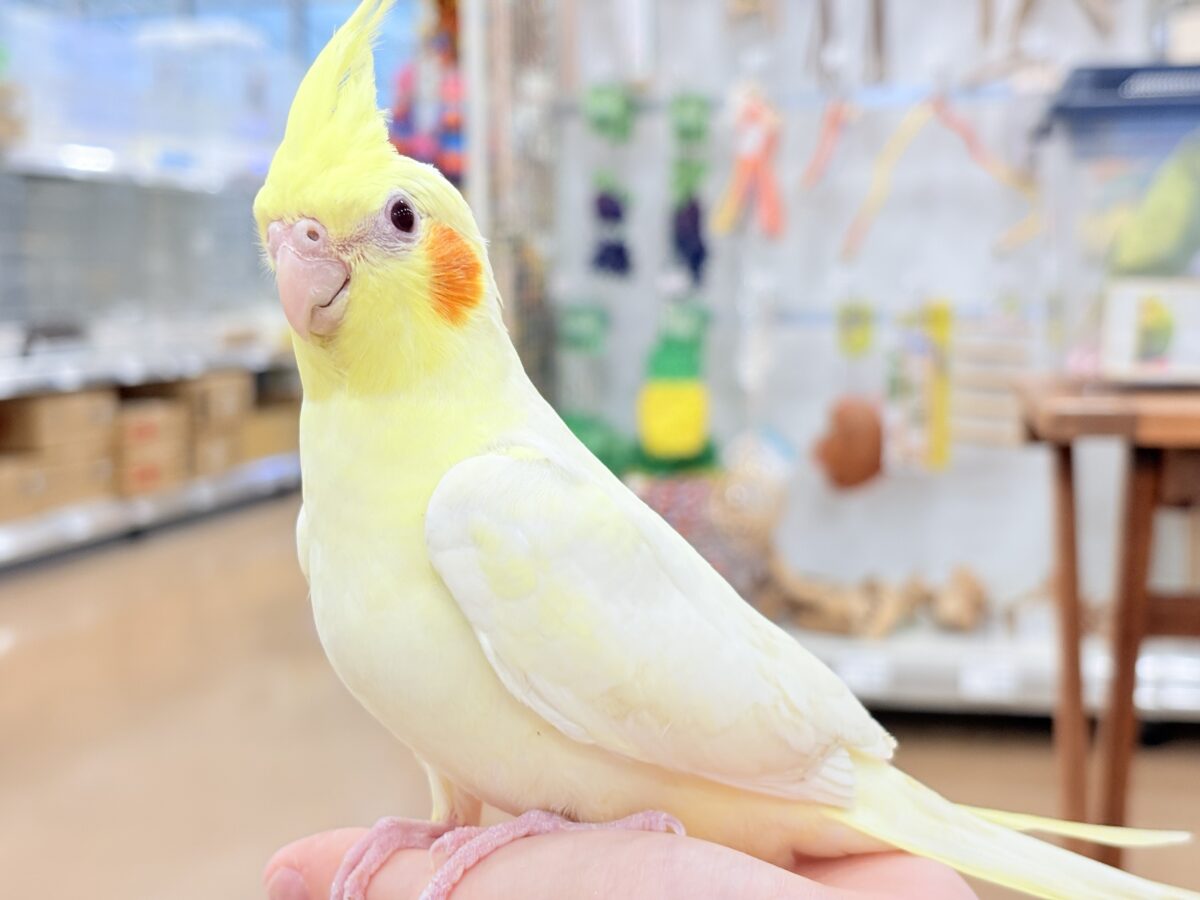 オカメインコ