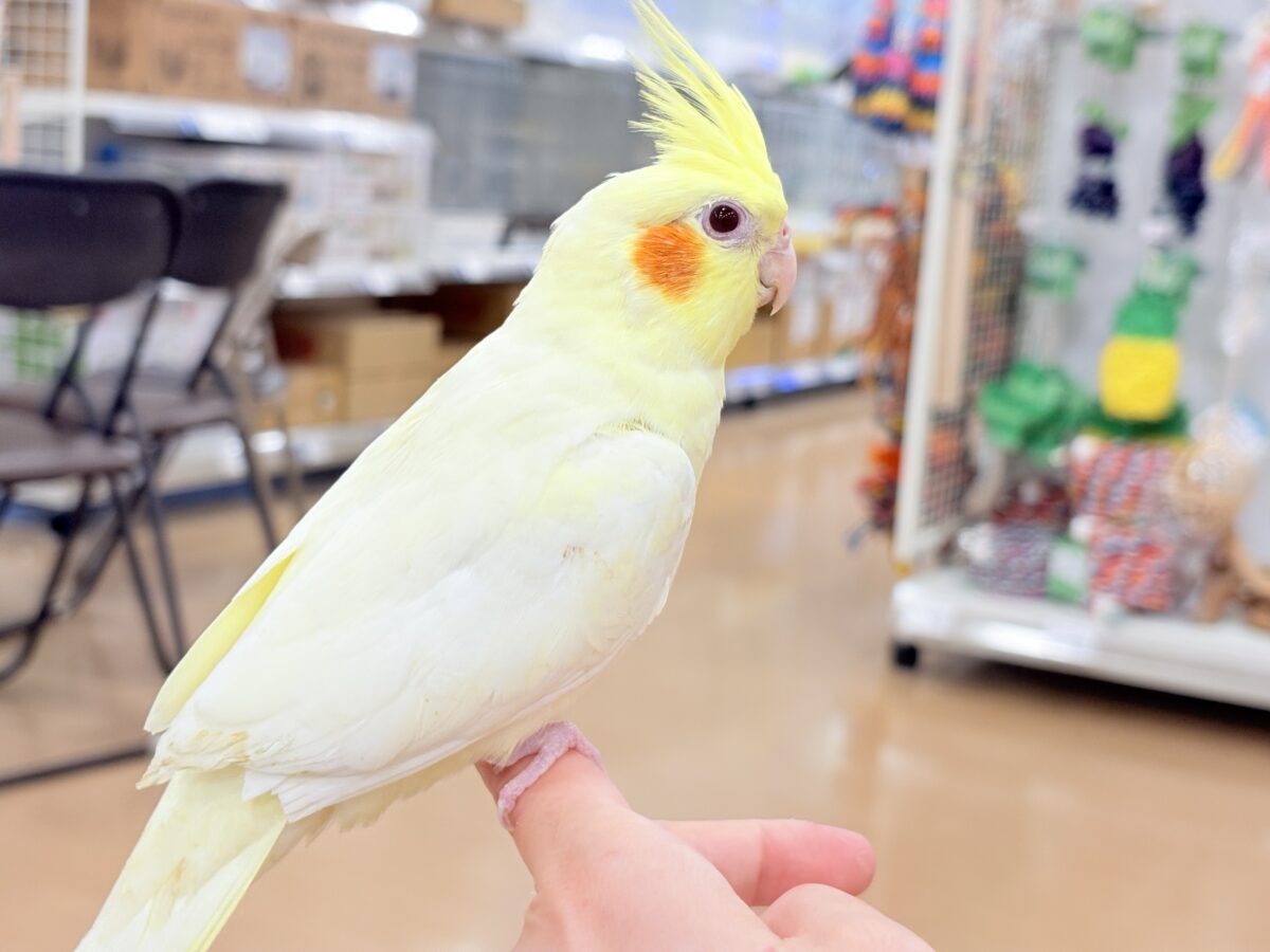 オカメインコ