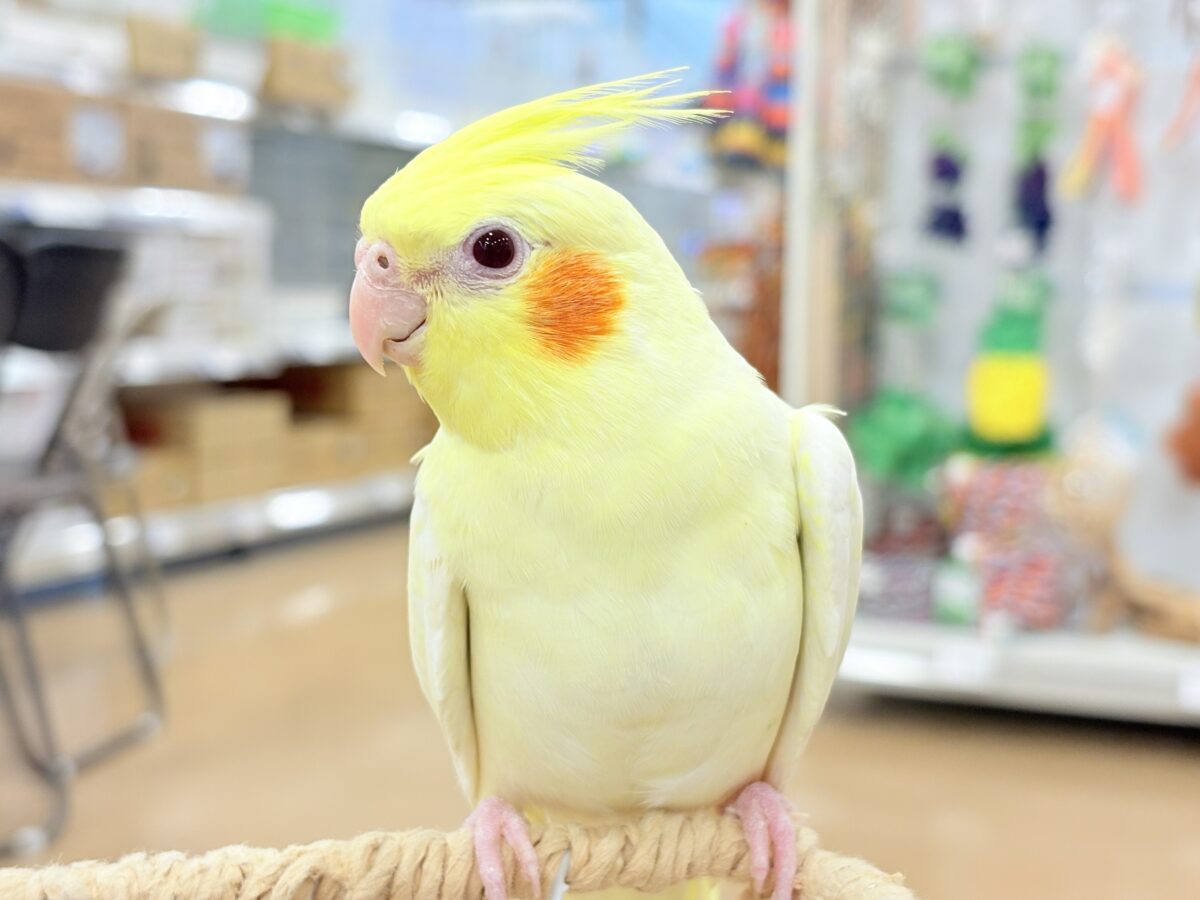 オカメインコ