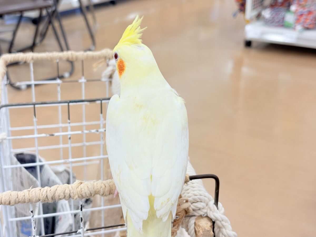 オカメインコ