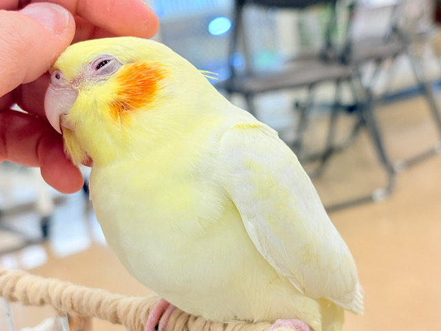 【動画更新🪄】むっちりボディにメッロメロ🥰💖オカメインコ(ルチノー)