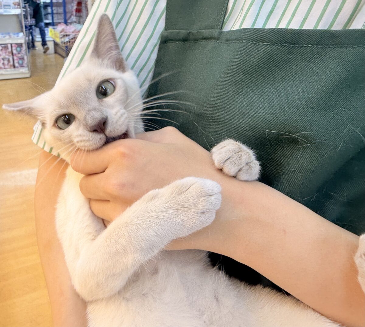 最新📷ふみふみが止まりませんっっっ!トンキニーズちゃん🐈 トンキニーズ