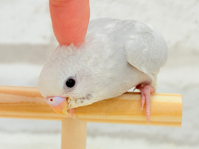 【最新画像更新🪄】生で、その目で、見てほしい🐣🫧セキセイインコ(ライラック) ヒナ