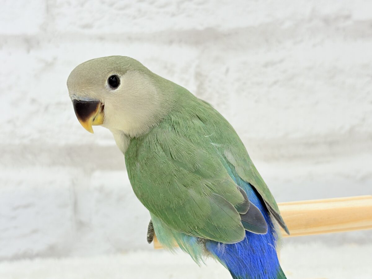 コザクラインコ（小桜インコ）