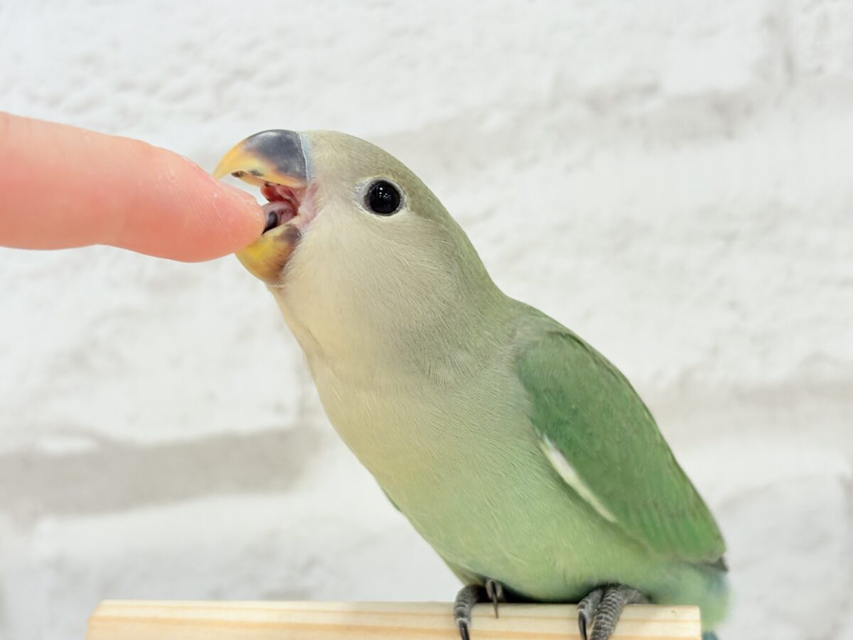 コザクラインコ（小桜インコ）