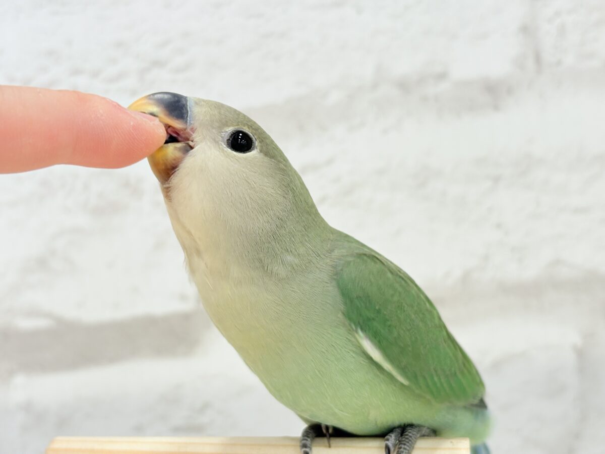 コザクラインコ（小桜インコ）