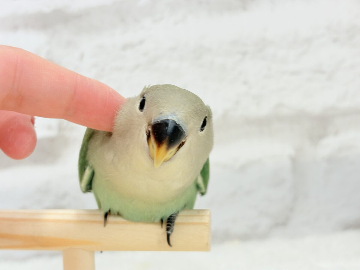 コザクラインコ（小桜インコ）
