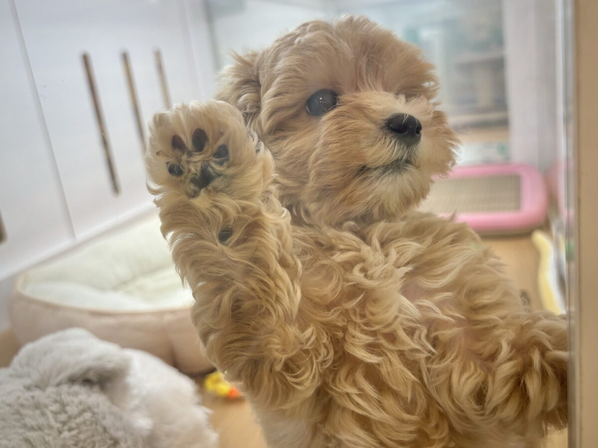 マルプー