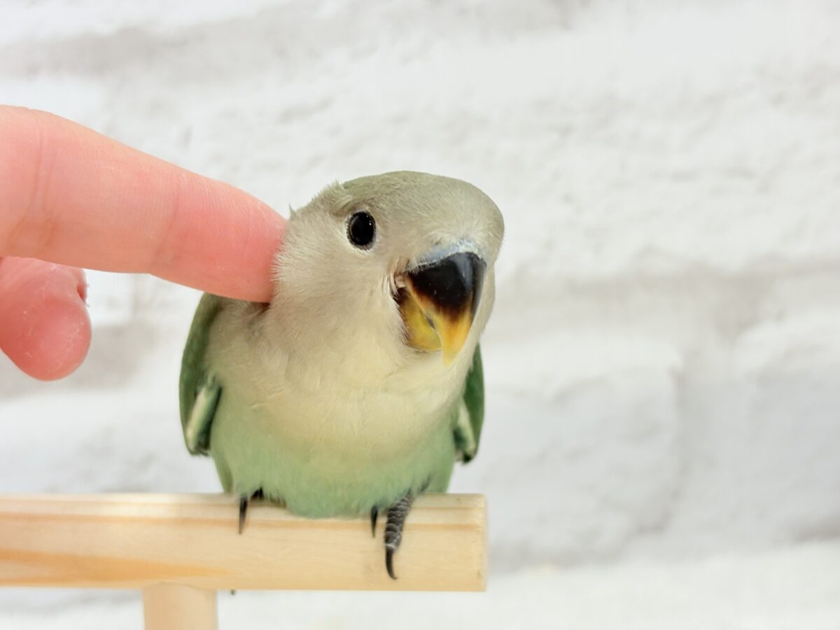 コザクラインコ（小桜インコ）