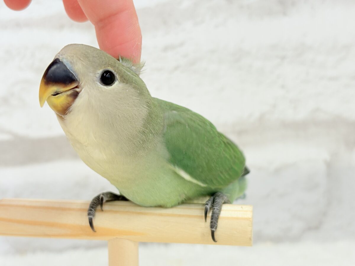 コザクラインコ（小桜インコ）