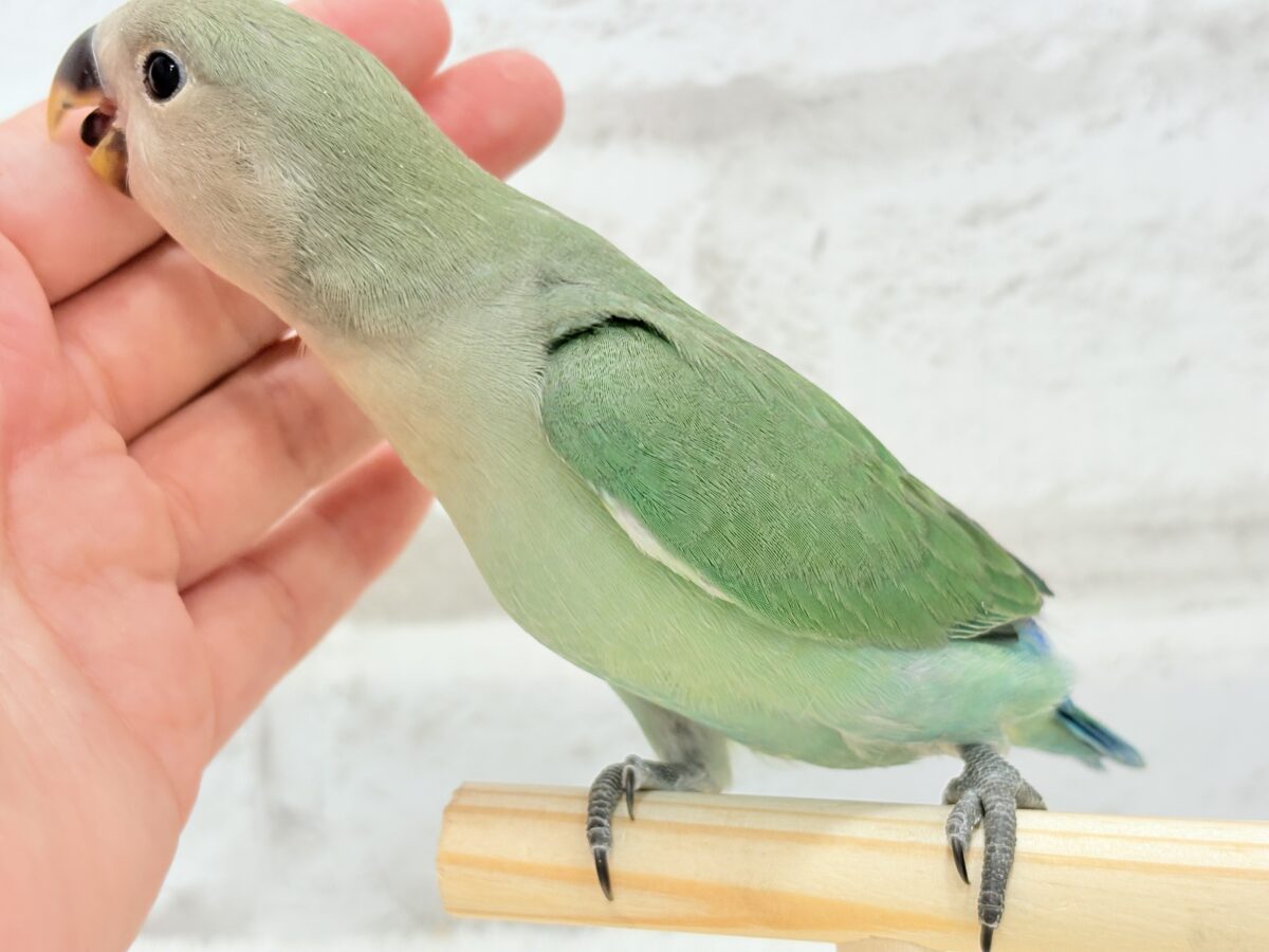 コザクラインコ（小桜インコ）