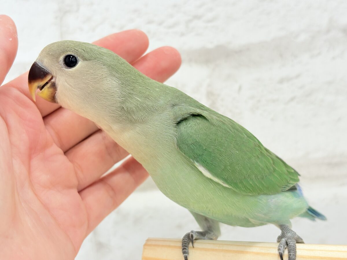 コザクラインコ（小桜インコ）